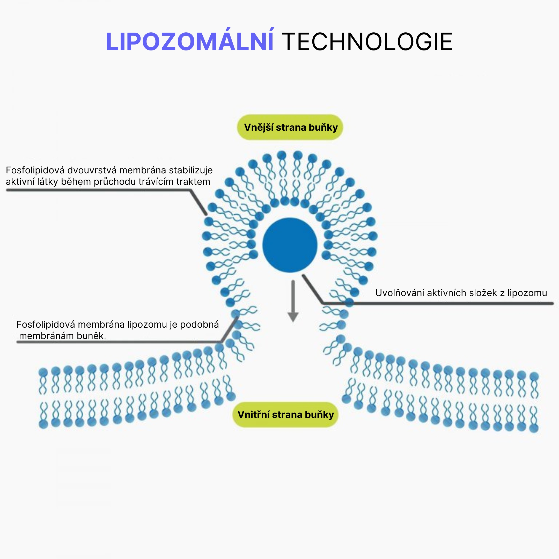 LIPOZOMÁLNÍ TECHNOLOGIE